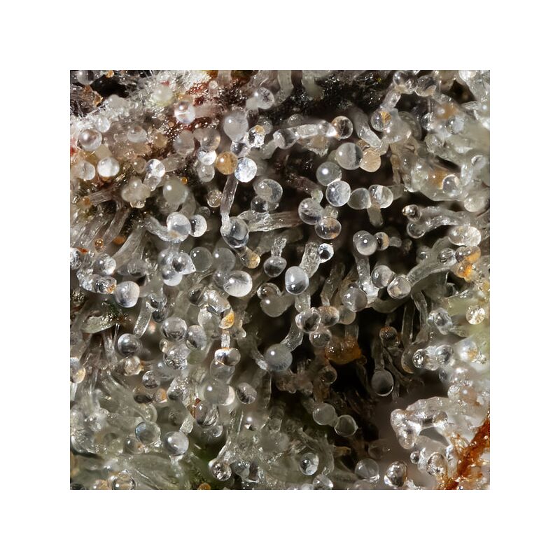 Cherry Runtz, Фасовка: 5, изображение 3